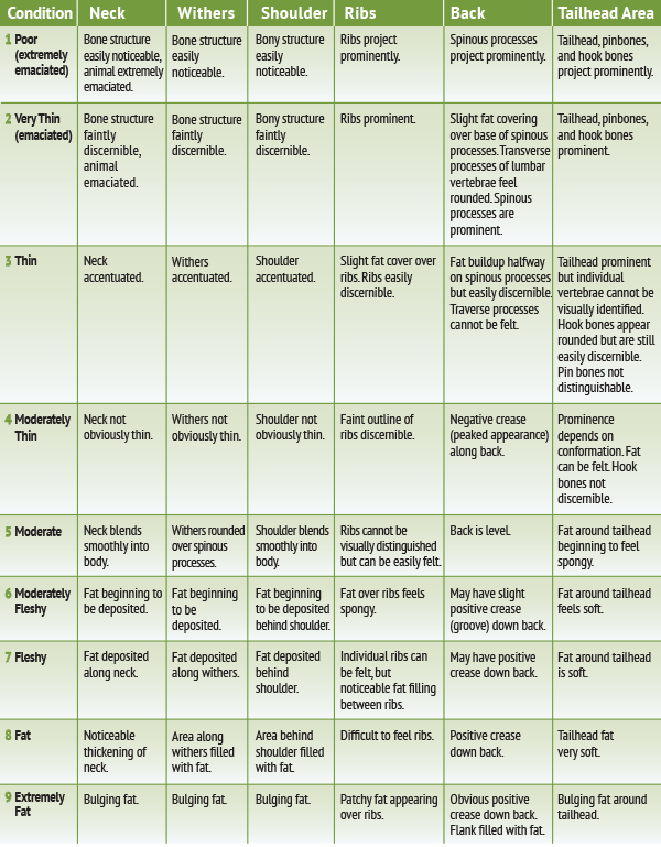 Horse Weight Chart